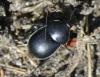 Ablattaria laevigata